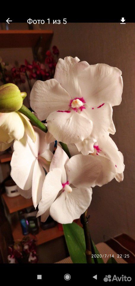 Орхидея фаленопсис биг лип купить на Зозу.ру - фотография № 1