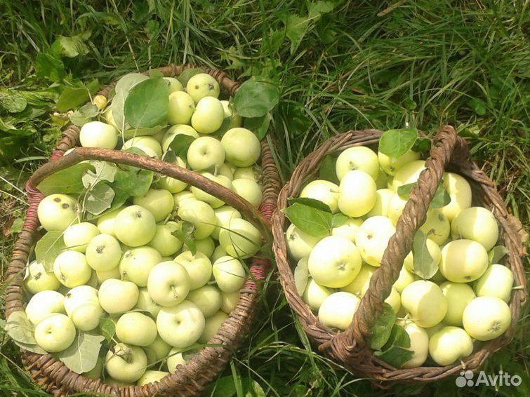 Яблоки купить на Зозу.ру - фотография № 1