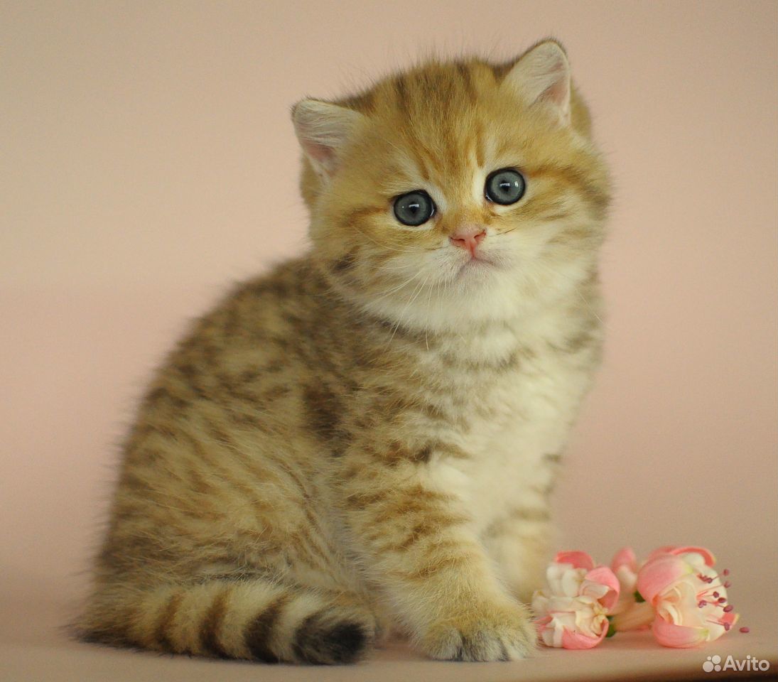 Британский котик золотистый пятнистый купить на Зозу.ру - фотография № 3