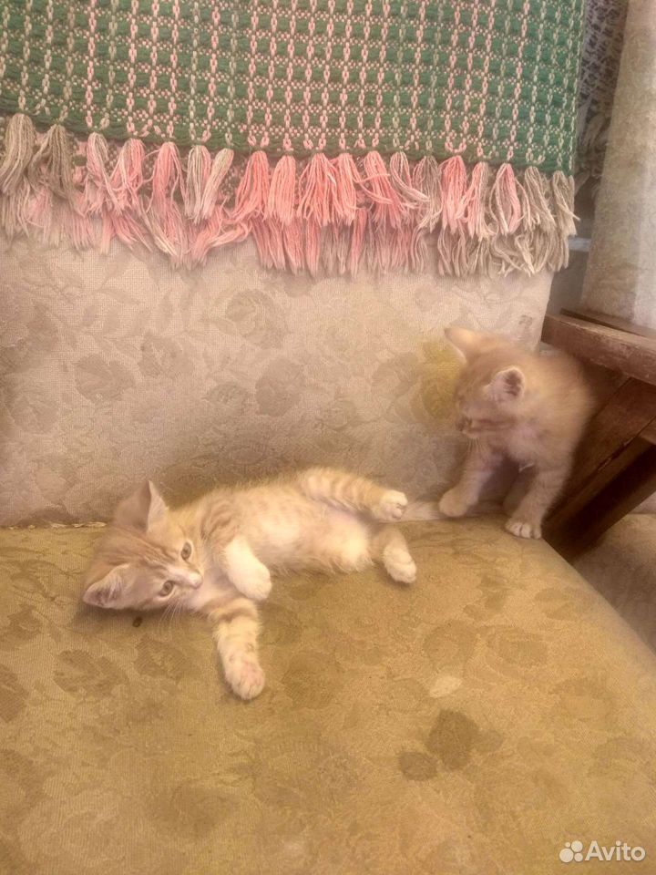 Котик и кошечка купить на Зозу.ру - фотография № 3