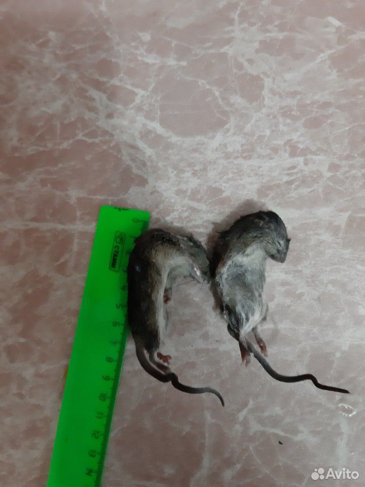 Кормовые мыши купить на Зозу.ру - фотография № 1