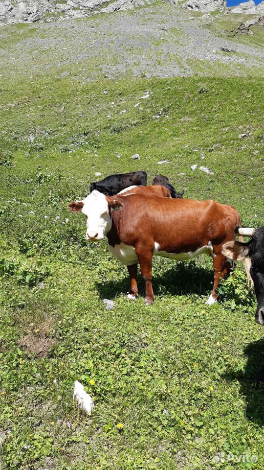 Коровы герефорды купить на Зозу.ру - фотография № 5