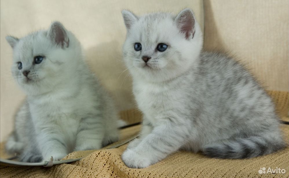Британские серебристые котята купить на Зозу.ру - фотография № 5