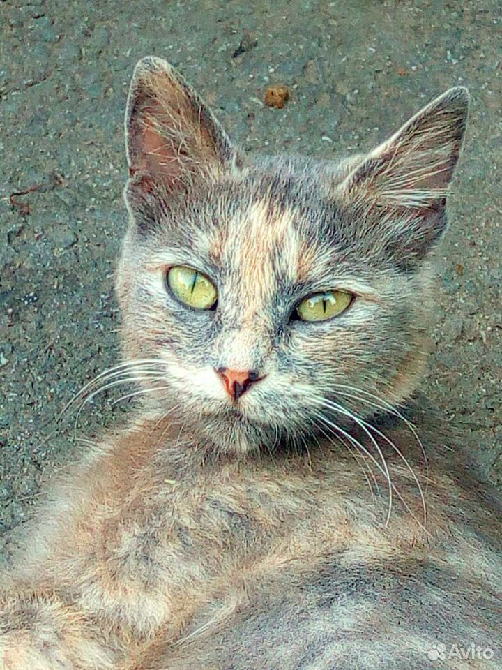 Красавица кошка купить на Зозу.ру - фотография № 2