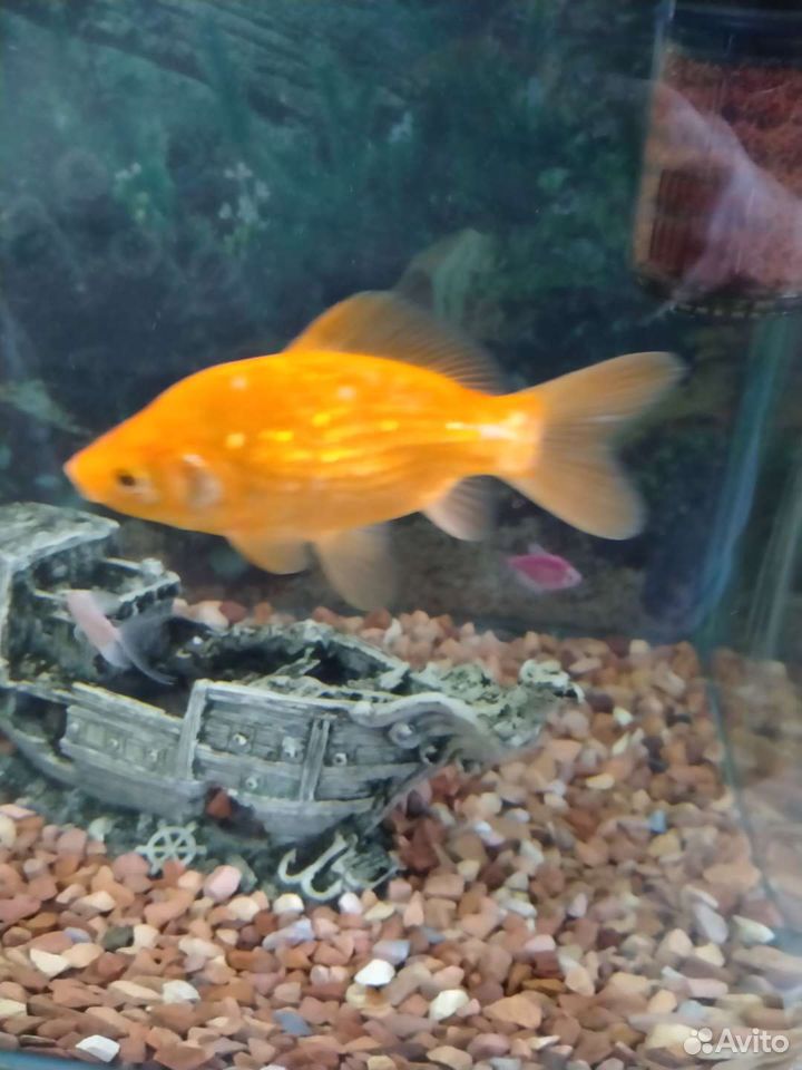 Рыба золотая самец купить на Зозу.ру - фотография № 2