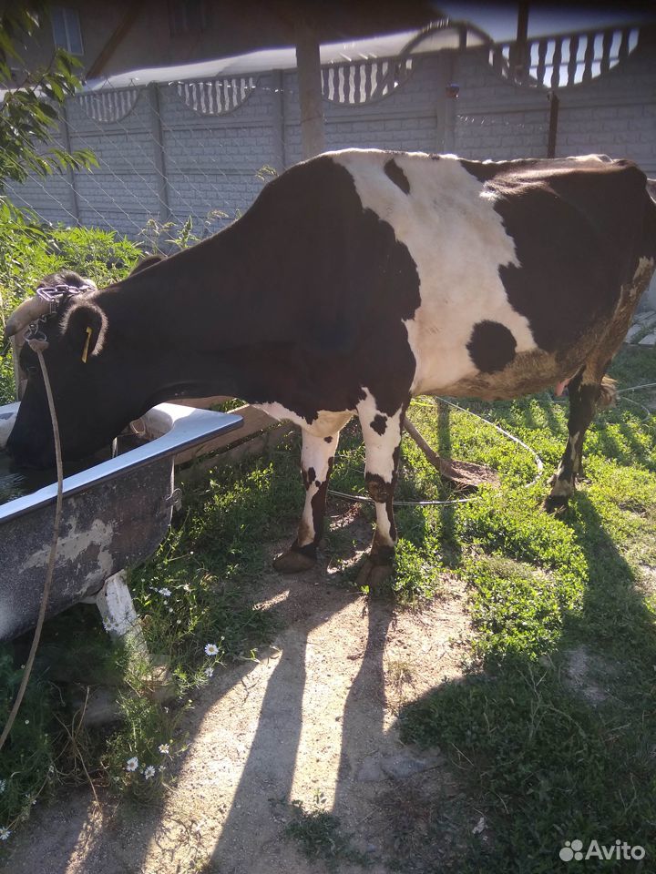 Продам молочную корову купить на Зозу.ру - фотография № 2