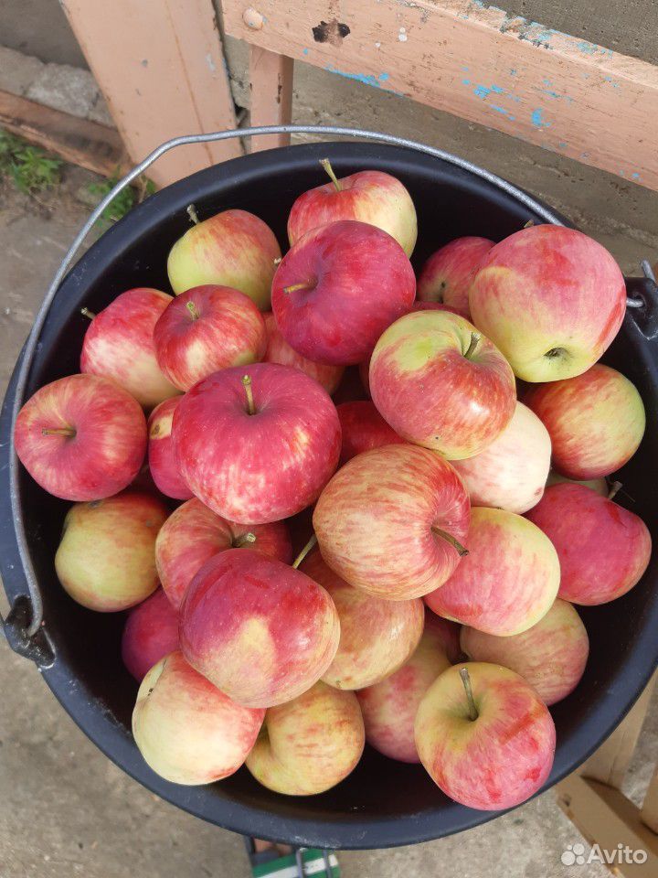 Яблоки домашние свежесобранные купить на Зозу.ру - фотография № 1