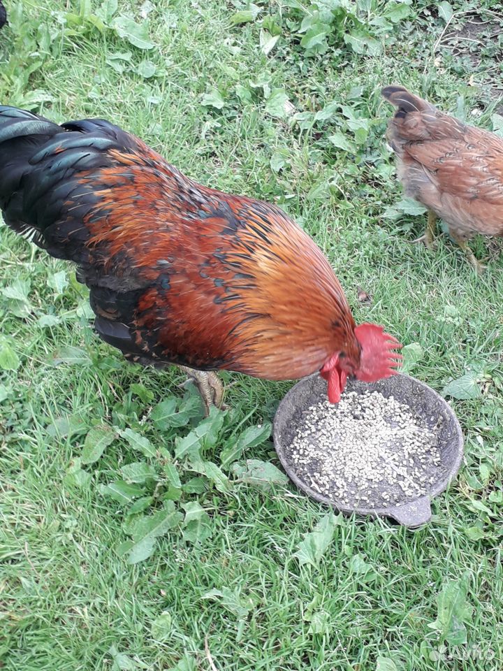 Куриные яйца Домашние купить на Зозу.ру - фотография № 2