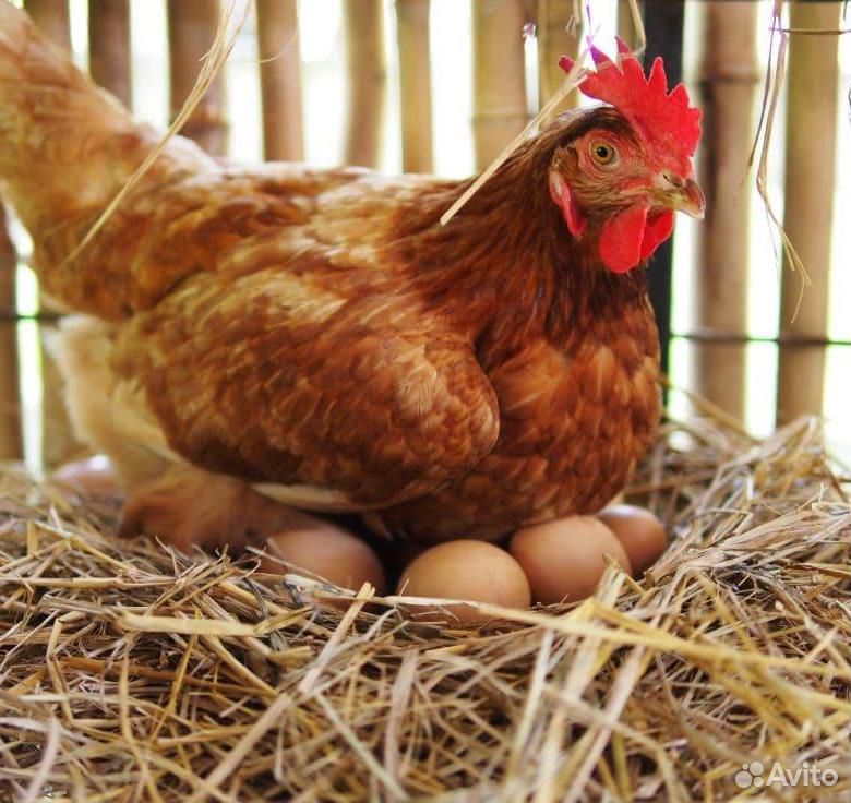 Яйца от домашних кур Ломан Браун купить на Зозу.ру - фотография № 1