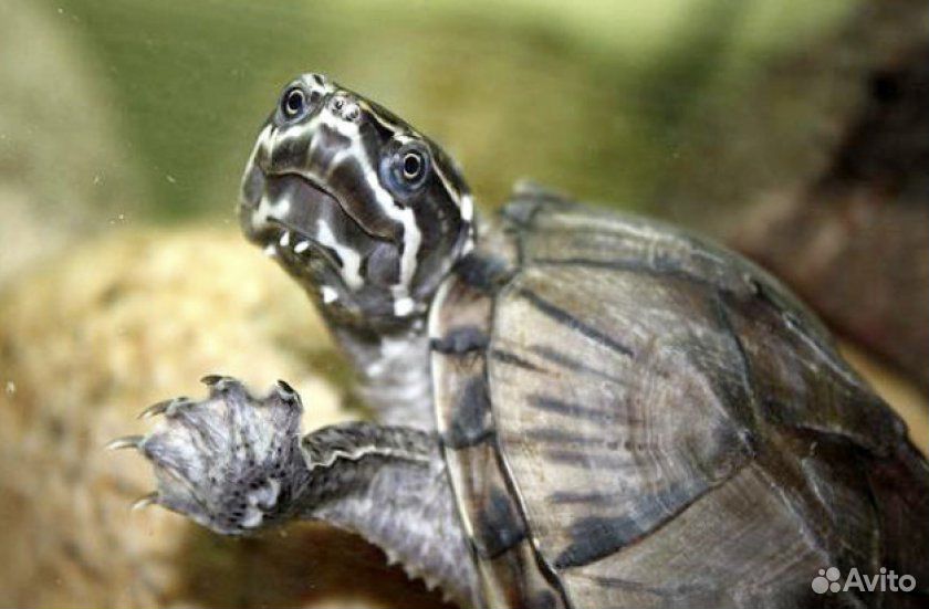 Черепаха мускусная купить на Зозу.ру - фотография № 4