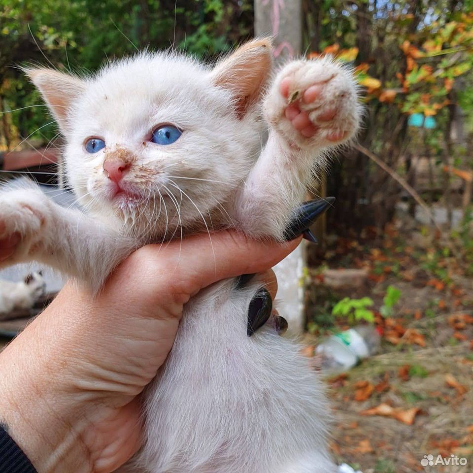 Маленькие котята рыжий белый серый