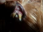 Ультрозвуковая чистка зубов собакам объявление продам