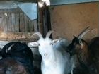 Животные козы молочной немецкой породы объявление продам