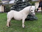 Европейская миниатюрная лошадь рост 73см мини пони объявление продам