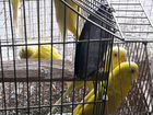 Волнистые попугаи и кареллы объявление продам
