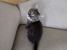Котята Сибирской кошки объявление продам