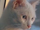 Продам котят турецкой ангоры с разными глазами объявление продам