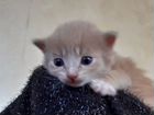 Шотландские котята.дата рождения 12 ноября объявление продам