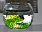 Необычный аквариум 6 литров объявление продам