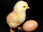 Яйцо куриное и индоуток для инкубации объявление продам