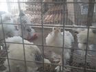 Индюшата, домашние цыплята, и цыплята породистых к объявление продам