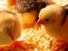 Цыплята Пушкинские. яйцо инкубационное