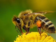 Пчелосемьи, пчелопакеты, матки с.Александровское