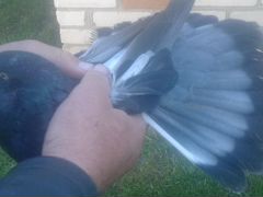 Продаются николаевские голуби