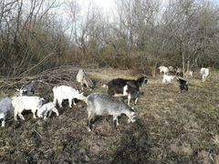 Прекраные козы и козлята