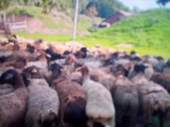 Бараны овцы курдючние