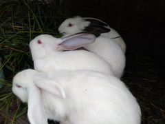 Продаю Кроликов