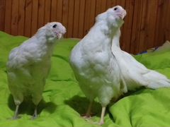 Цыплята 2- х мес. микс яичных пород Амераукан/Легг