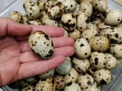 Перепелиные яйца, домашние / 20 шт