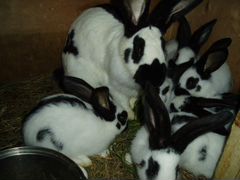 Породистые кролики
