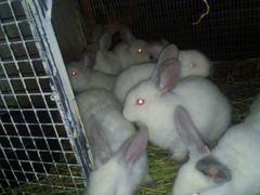 Крольчата 1,5 месяца