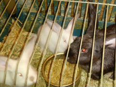 Кролики мясные продажа