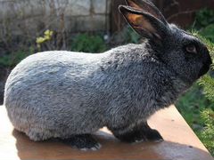 Кролики "Серебро"