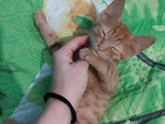 Рыжий котенок в добрые руки, 2 месяца