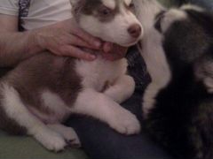 Чистокровный щенок сибирской Хаски мальчик 2 месяц