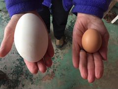 Инкубационное яйцо гуся Линда