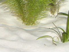 Кварцевый песок для аквариума