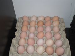 Яйца бойцовых кур