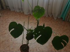 Монстера - крупное тропическое растение