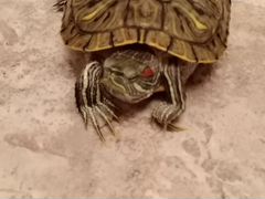 Черепаха красноухая (морская)