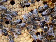 Продам пчел (пчелопакеты)