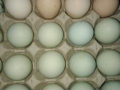 Инкубацинные яйца от породистых кур