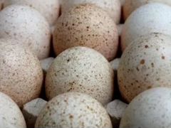 Яйцо инкубационное гуся серого и индюшки обыкновен
