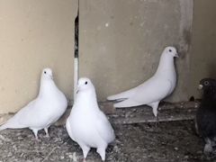 Продаю голубей