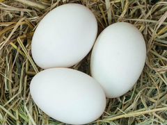 Яйца инкубационные гусиные и индоутиные