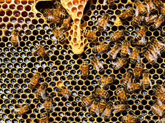 Продам пчел и пчелопакеты